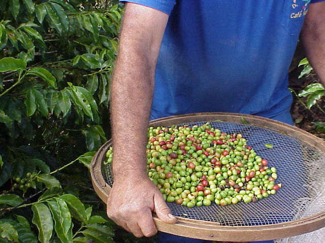 farming coffee plantation